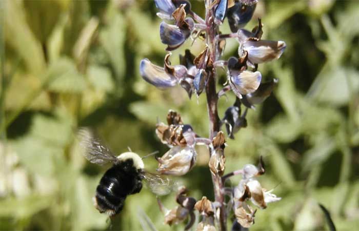 Espécie de abelha não é vista desde 2006 e entra na lista de animais ameaçados