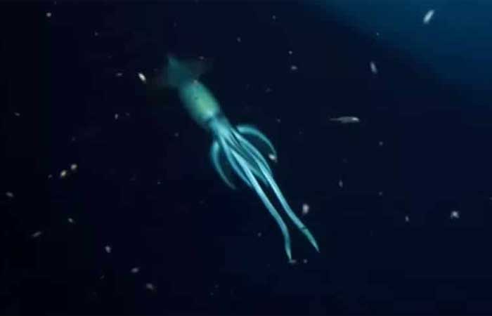 Criatura misteriosa gigante é encontrada em naufrágio a 850 metros de profundidade