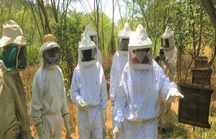 Projeto capacita agricultores de AL, BA e PE em apicultura