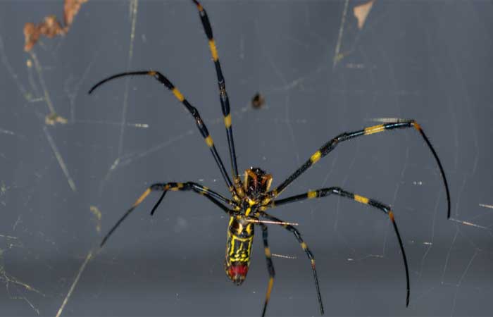 Infestação de aranha asiática apavora moradores nos EUA