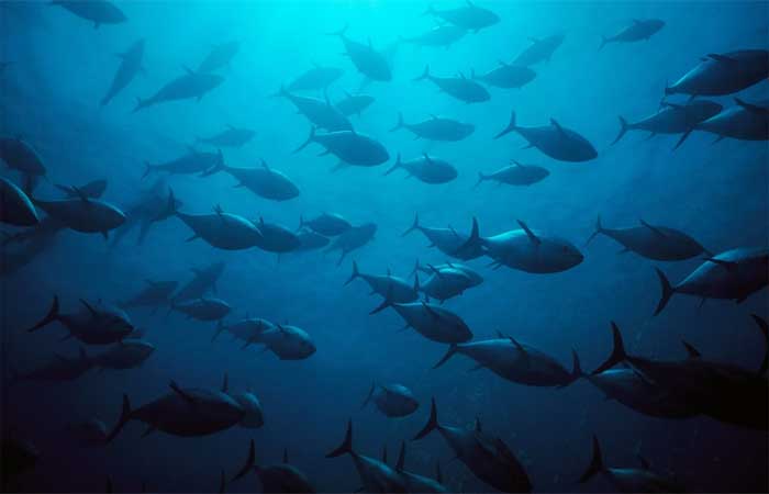 Espécies populares de atum não estão mais ameaçadas, para surpresa de cientistas