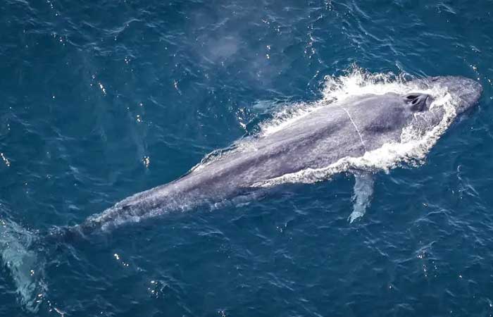 Ameaçada de extinção, a gigante Baleia-azul volta ao mar depois de quarenta anos