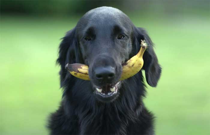 Alimentação natural para cães: dicas e cuidados