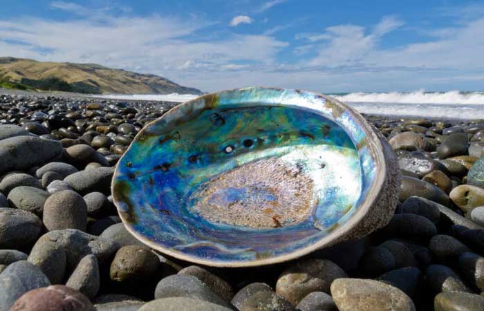 Inspirados em conchas, pesquisadores canadenses criam vidro mais forte