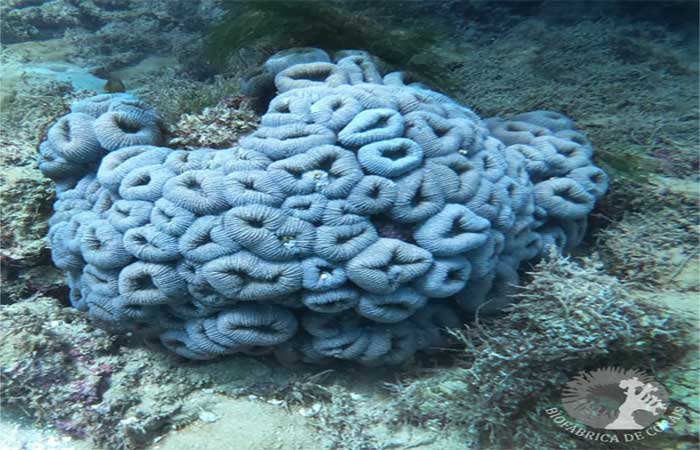 Relatório que examina a saúde dos corais indica perda de 14% da população da espécie