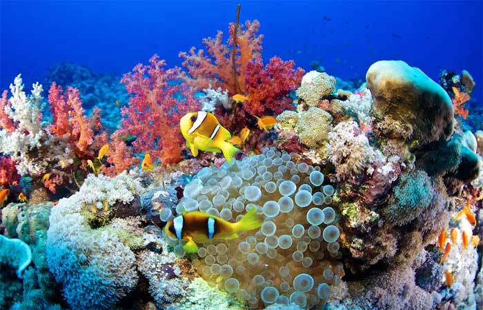 14% dos corais do mundo morreram em menos de uma década