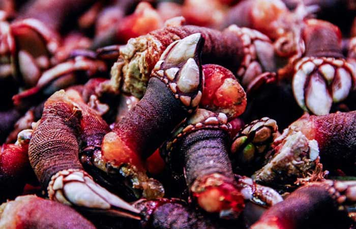 Cola médica inspirada em crustáceos estanca sangramento em segundos