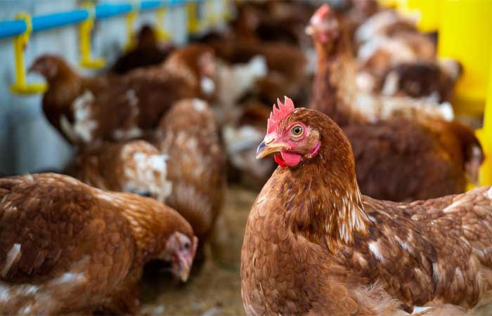 Gripe aviária: alta de casos em humanos pode ter relação com novas mutações