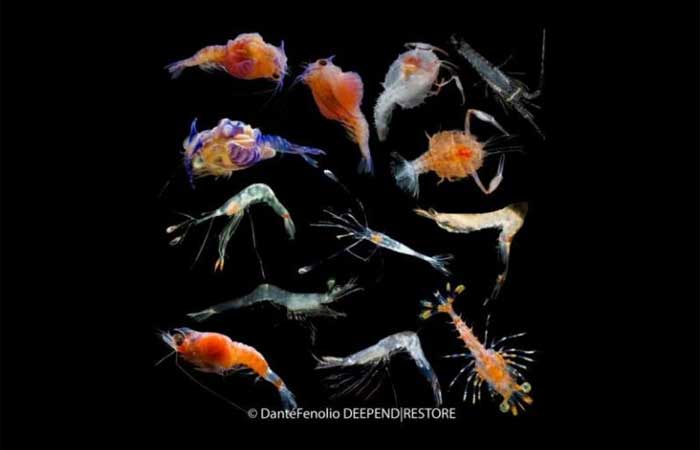 Monstros do Golfo do México: o que são as criaturas que há séculos intrigam observadores