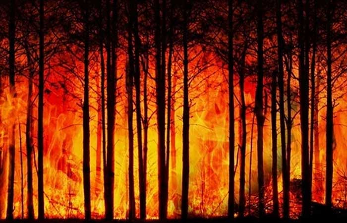 Incêndios florestais são crimes e representam ameaça para diversos setores
