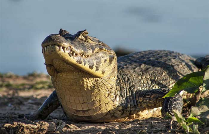Fogo matou 17 milhões de vertebrados no Pantanal em 2020