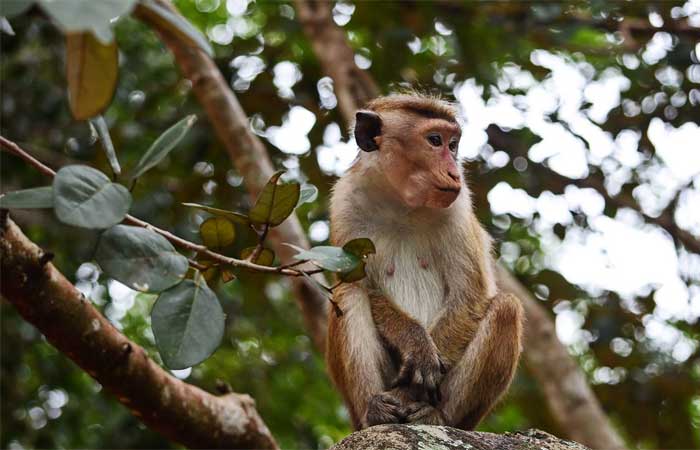 Vacina contra esquistossomose pode ser desenvolvida com anticorpos de macacos