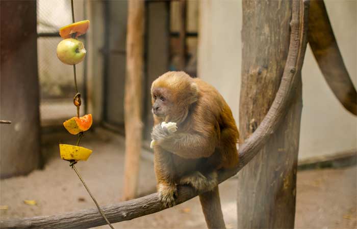 Bica tem seis macacos de espécie seriamente ameaçada de extinção