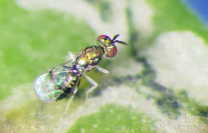 Pesquisa viabiliza sistema de criação em larga escala de parasitoide da mosca-minadora