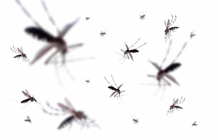 Mosquitos infectados com vírus raro e mortal são capturados nos EUA