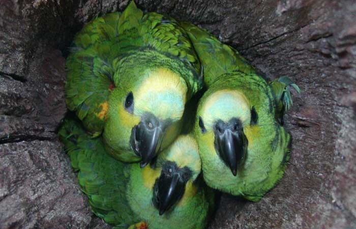 Brasileiros podem adotar ninhos de papagaios e ajudar espécies ameaçadas