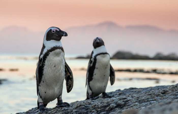 Pinguins conseguem reconhecer rostos e ‘vozes’ uns dos outros, indica estudo
