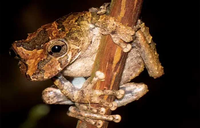 Conheça espécies de Florianópolis que correm risco de extinção