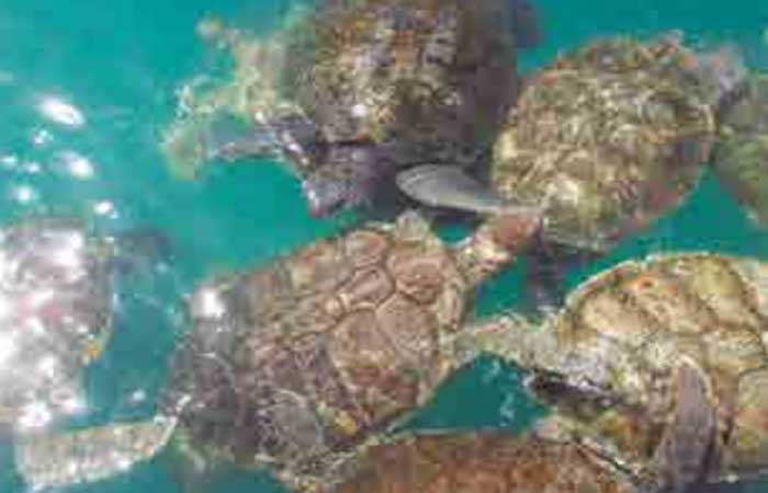 Paraíba registra desovas de quatro espécies de tartarugas marinhas