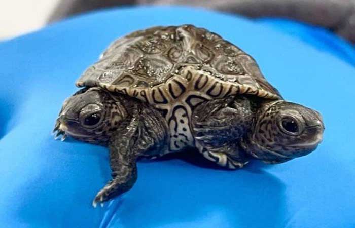 Rara tartaruga de duas cabeças e seis pernas é achada nos EUA