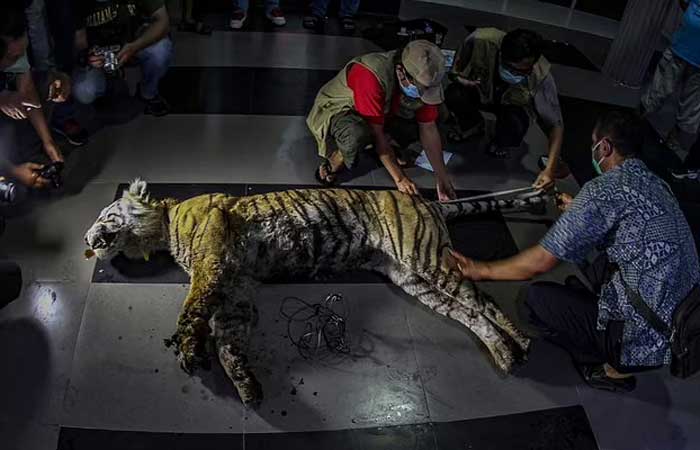 Tigre-de-Sumatra morre de fome e sede após ficar preso em armadilha