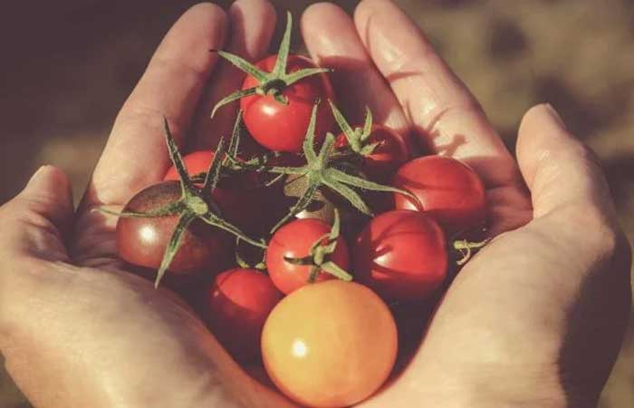 Nutricionista aponta os principais benefícios do tomate; veja quais