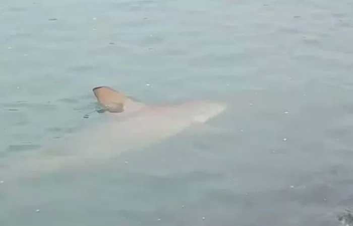 Tubarões ‘invadem’ praia de Balneário Camboriú após faixa alargada de areia
