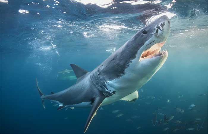 Estudos mostram que consumo insustentável pode extinguir tubarões