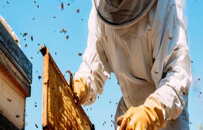 Uber de abelhas: startup aluga insetos para polinização assistida