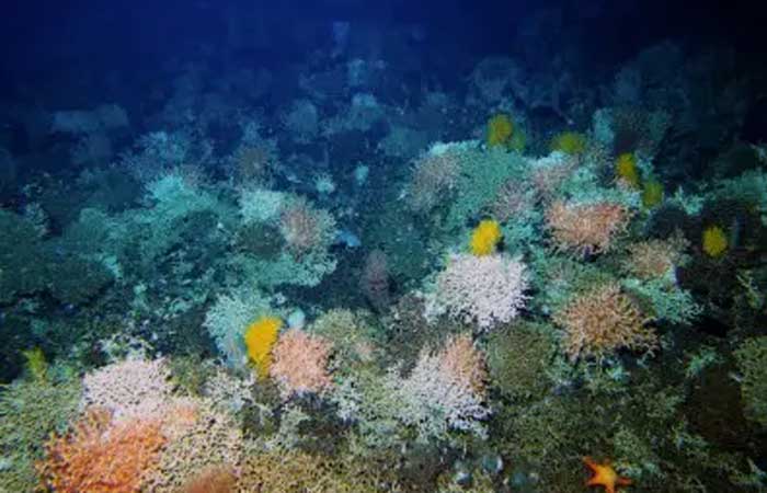 Nova Caledônia tem a maior diversidade de corais de águas profundas do mundo
