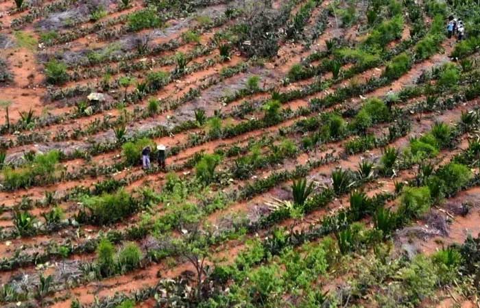 Agricultores transformam deserto em floresta no Semiárido