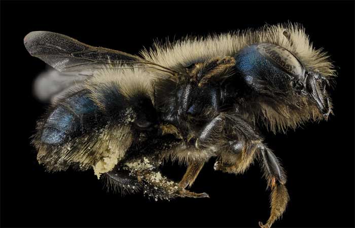 Os inseticidas podem reduzir a fertilidade das abelhas, causando danos duradouros