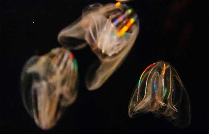 Bioluminescência! 7 animais incríveis que produzem luz naturalmente