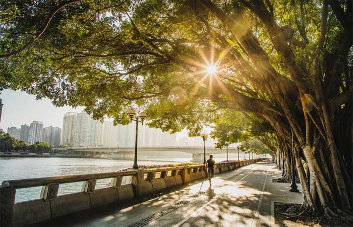Árvores podem reduzir em até 12°C a temperatura das cidades, diz estudo
