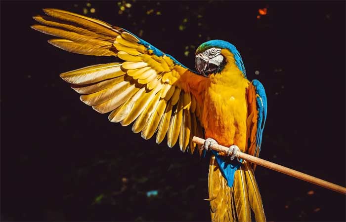 Aves amazônicas encolhem e desenvolvem asas mais longas