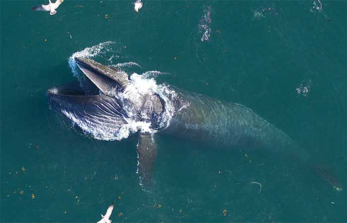 Baleias comem três vezes mais do que se acreditava anteriormente