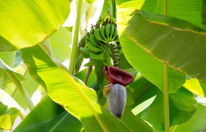 Existem muitas variedades de bananeira e, com alguns cuidados simples, você pode ter a sua!