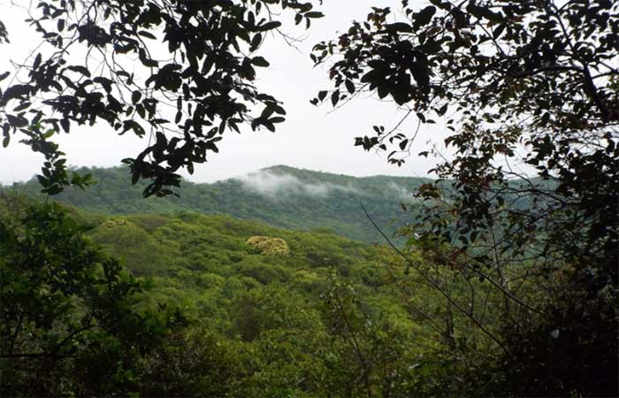 Pesquisa revela que somente 1,3% da Caatinga é integralmente protegida