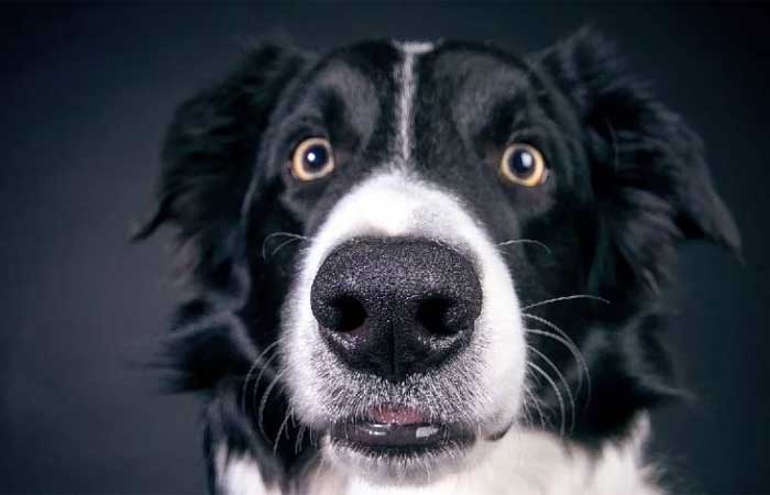 O focinho dos cães pode indicar doenças?