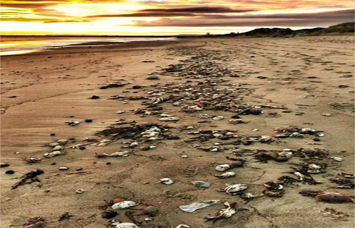 Milhares de caranguejos mortos se espalham por praias na Inglaterra