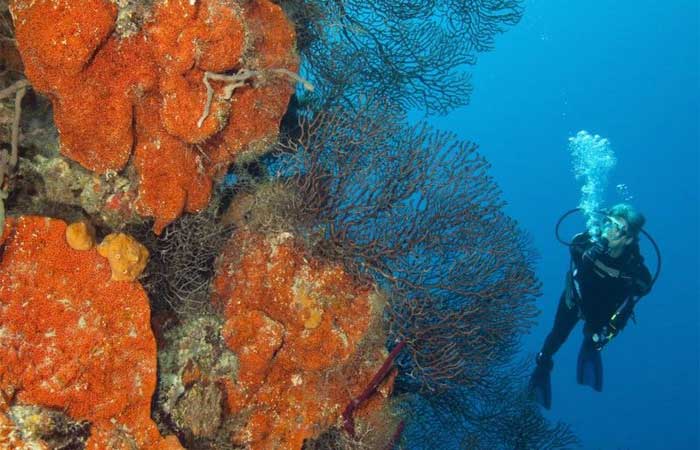 O projeto inovador que salvou corais da destruição após furacão