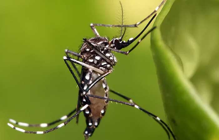 Empresa lança assinatura de ‘mosquitos do bem’ que combatem dengue