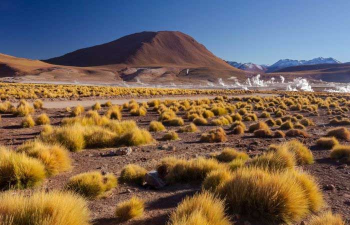 O tesouro genético que permite vida no deserto mais seco do planeta