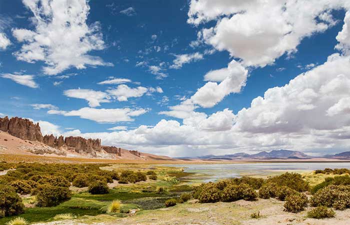 Plantas do deserto do Atacama são ‘mina de ouro’ genética para as plantações