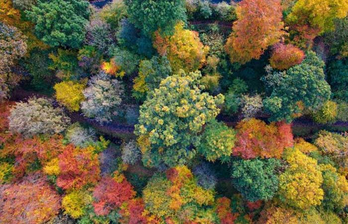 Milão planeja plantar 3 milhões de árvores visando melhora a qualidade de vida da população
