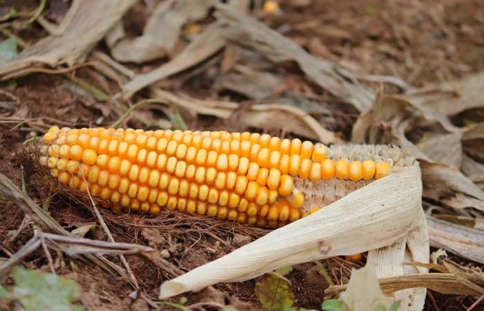 Mudança climática já afeta agricultura em 28% do Centro-Oeste