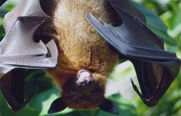 Morcegos urbanos ajudam no controle de pragas agrícolas