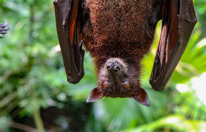 Vírus de morcegos no Camboja tem semelhança de 92,6% com o SARS-CoV-2