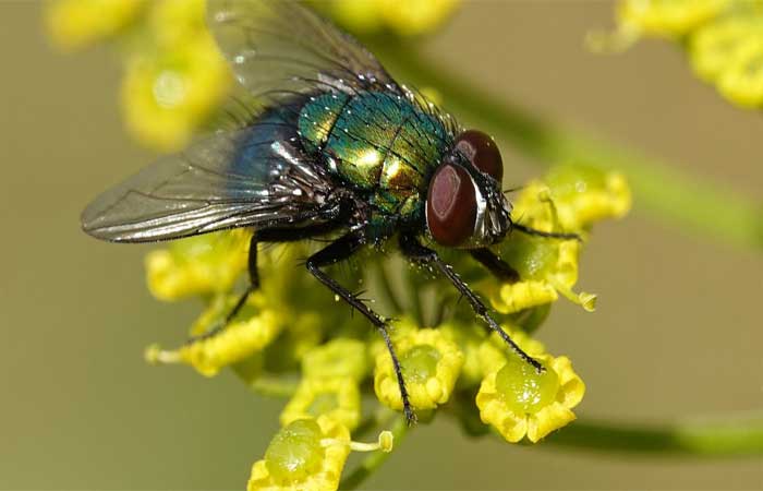 Sabia que moscas precisam vomitar na comida antes de ingeri-la?