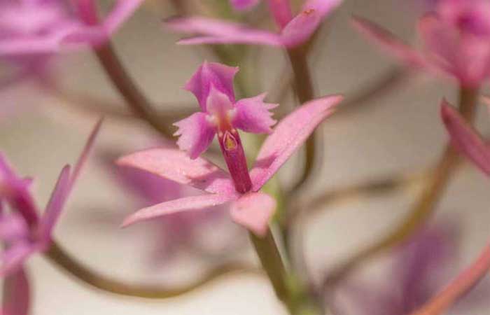 Mais de 3 mil orquídeas são implantavas no Vale da Serra da Moeda para preservação da espécie